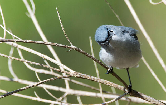 BuzzFeed Asked a Bunch of Bird Questions—and We Answered