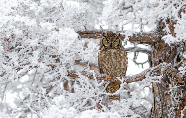 How to Help Owls and Other Raptors After Snowstorms