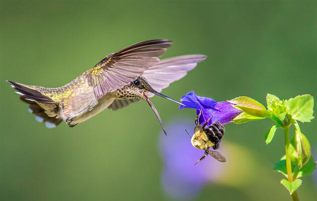 To Understand How Hummingbirds Feed, Think of Them As ‘Feathered Bees’
