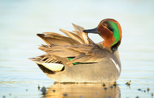 Ten Tips for Waterfowl Beginners