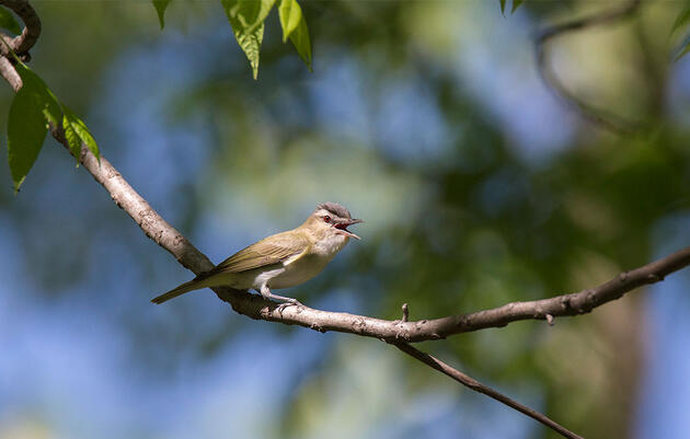 Birdist Rule #95: Learn the Red-Eyed Vireo's Song and Level-Up Your Birding