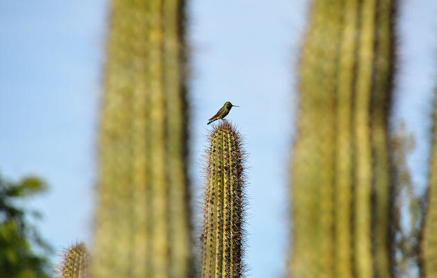 Elf Owl Audubon Field Guide