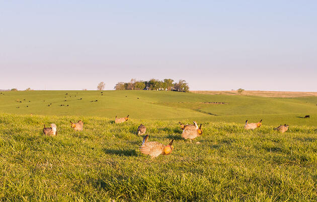 Learn to Photograph Leks From an Expert