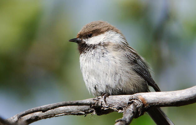 In Search of the Gray-headed Chickadee, the Most Mysterious Bird in the U.S.