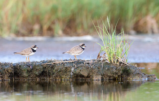 How to Read the Tides for Shorebird Photography