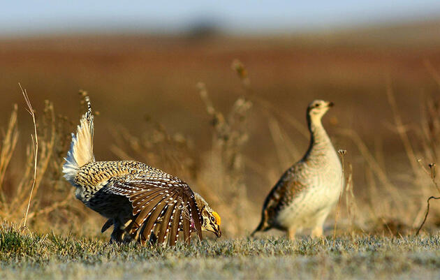 What the Heck Is a Lek? The Quirkiest Mating Party on Earth. 