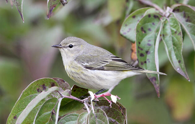 I Became a Better Birder When I Stopped Focusing on the Males