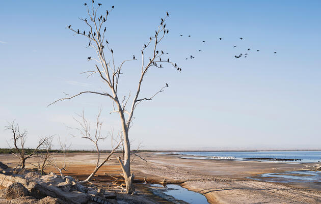 ¿Cómo podemos salvar el lago Saltón?
