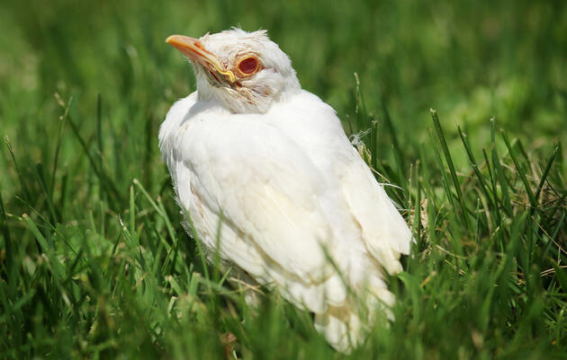 Is this American Robin albino? (Hint: Don't just look at the feathers—look at the face.) ZUMA Press/Alamy