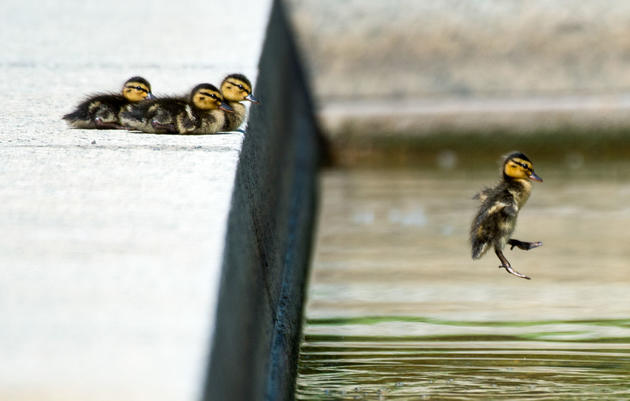 Two-day old ducklings leap into a pool on the U.S. Capitol grounds. Bill Clark/CQ Roll Call/AP