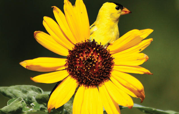 American Goldfinch. Sally Stone/Audubon Photography Awards