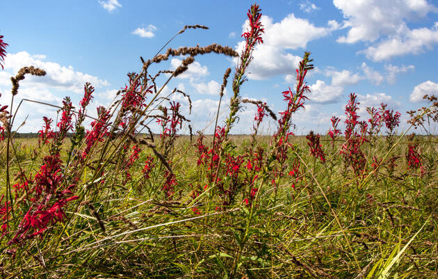 Burke Center for Native Plants