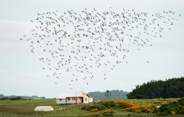 A flock of migrating Hudsonian Godwits descends on Chiloé's shore, completing a monthslong, 10,000-mile journey from the birds' breeding grounds in Alaska. Chris Linder/iLCP