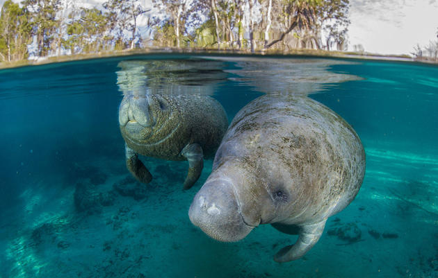 A manatee and calf at the Crystal River Springs Preserve, Florida. National Geographic Creative/Alamy