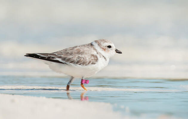 Tracking Piping Plovers