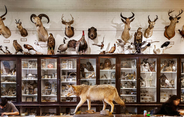 Skeleton Crew: The Bones and Bodies Behind RISD's Nature Lab
