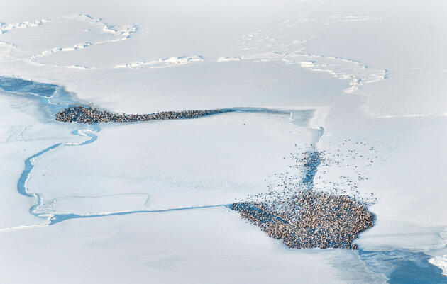 Presas fáciles: Por qué millones de aves marinas árticas están en peligro