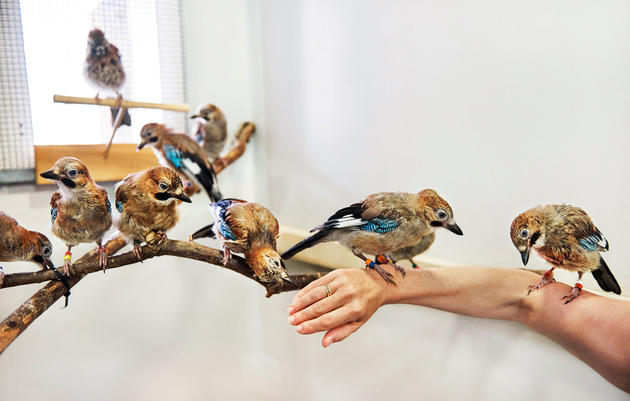 Eurasian Jays have long been counted among the world's smartest corvids, and they are expert mimics. Another impressive finding: They possess the ability to empathize with others. Trevor Ray Hart