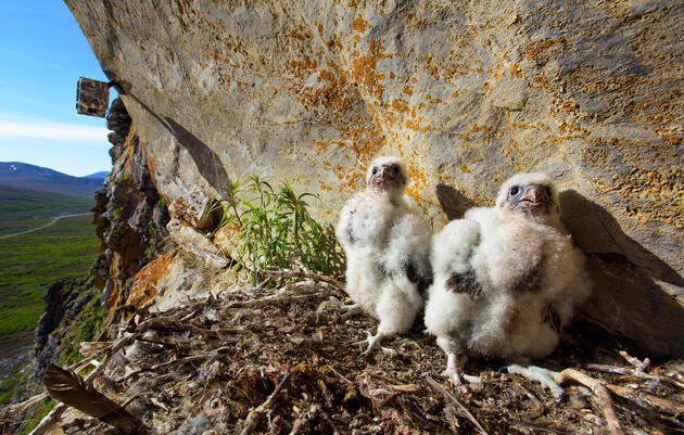 A remote motion-triggered camera recorded the hatching and growth of these two Gyrfalcon nestlings. Cameras have been set up in 13 different nests, and have captured more than 750,000 photographs for biologist Bryce Robinson to analyze. Gerrit Vyn