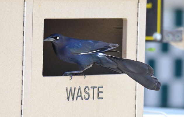 When the Santa Barbara Zoo changed to new garbage containers, Great-tailed Grackles quickly learned to dumpster dive. Corina Logan