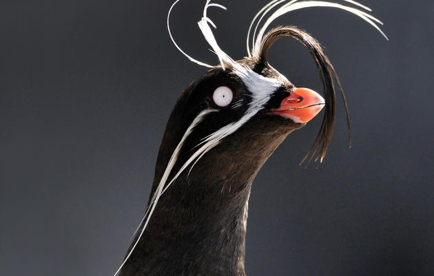 The Auklet's Whiskers—Not Just for Show