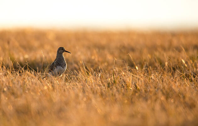 Interior Department Finalizes Plan to Drill in the Arctic Refuge