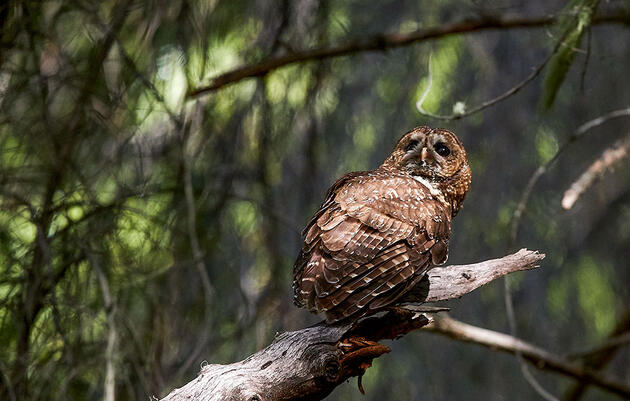 Trump Administration Drastically Slashes Protections for Northern Spotted Owls