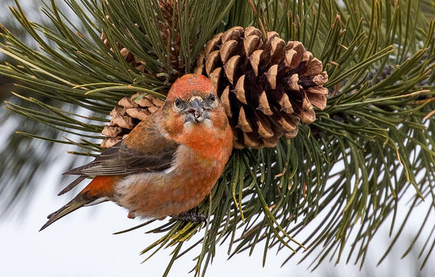 The Man Behind the Brilliant Winter Finch Forecast Is Passing the Torch