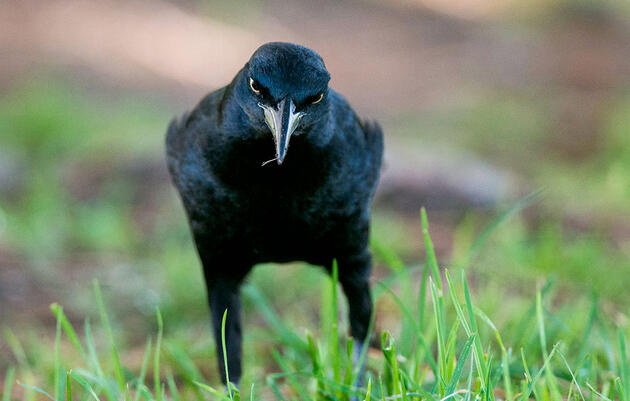 In Praise of the Great-tailed Grackle, a Bird That Doesn't Need Your Respect