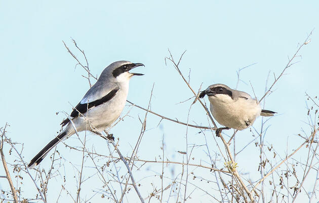 Not Sure What NBA Team to Cheer For? Here's our Birder's Guide to the Playoffs.