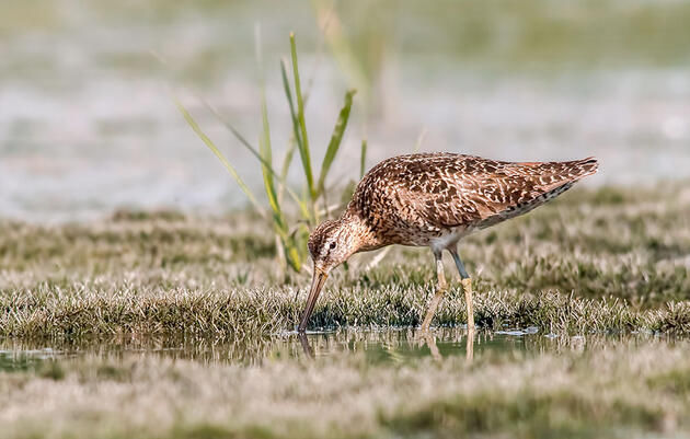 A Last Chance for Large-Scale Conservation