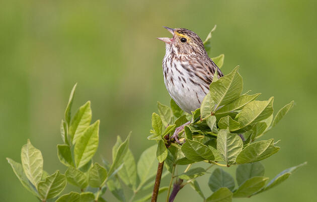 Hear the Persistent, Buzzy Song of the Savannah Sparrow