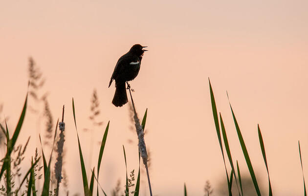 More Birds Bring More Happiness, According to Science