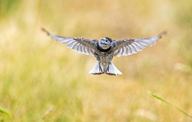 The McCown's Longspur Is No More, but the Debate Over Bird Names Continues