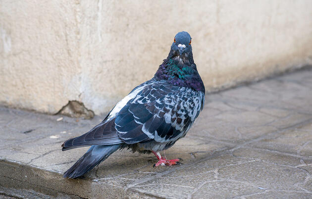 ‘Destringers’ Save New York City's Pigeons One Foot at a Time