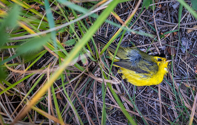 Study: Starvation and a Freak Snow Storm Caused the Southwest's Mass Bird Die-Off