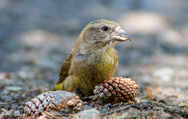 Nearly Half of the Cassia Crossbill's Population Could Be Lost After Wildfire