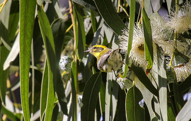 In Los Angeles, Rich Neighborhoods Enjoy More Street Trees and a Lot More Birds