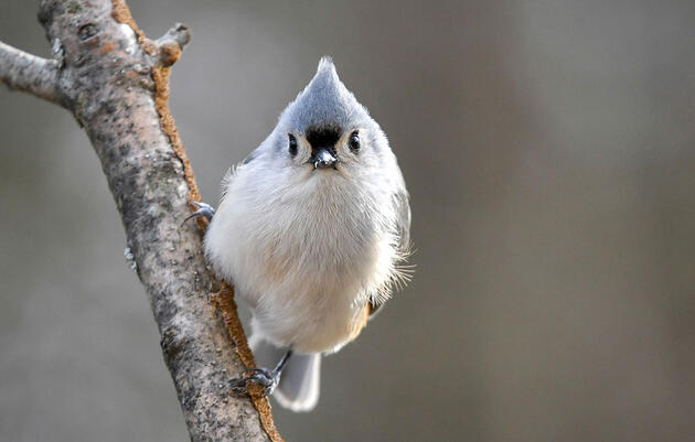 How Many Birds Will You Find During This Year's Great Backyard Bird Count?