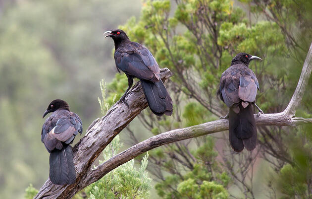 Read an Excerpt From Jennifer Ackerman's New Book 'The Bird Way'