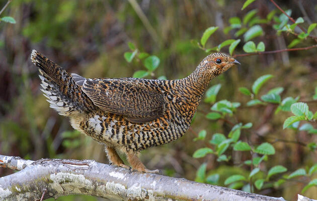 Federal Court Rules Against Massive Old-Growth Rainforest Logging Plan in Alaska