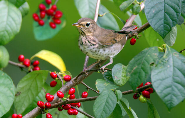 Migratory Birds Like Native Berries Best