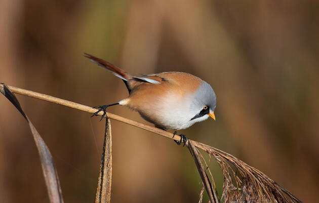 A Bearded Tit, the protypical borb. Siegmar Tylla/Alamy