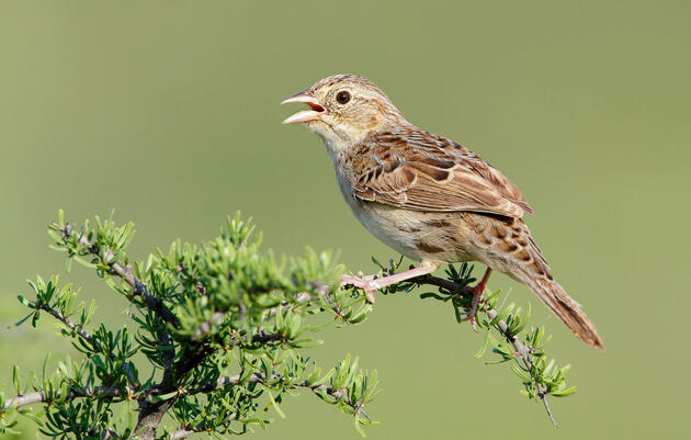 Monsoons Bring a Flood of Sparrow Song to the Sonoran Desert