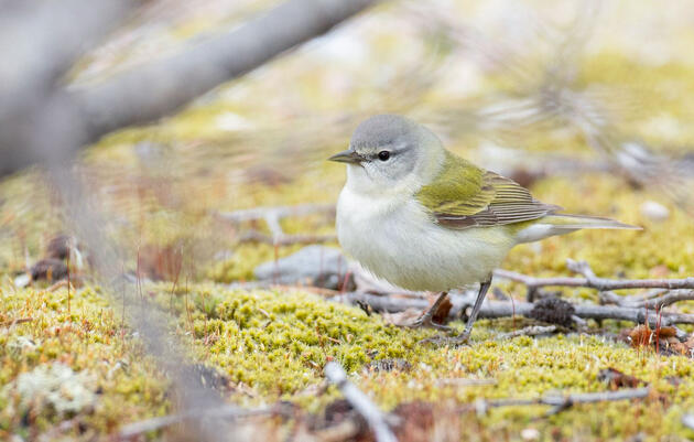 Tennessee Warbler. Ian Davies