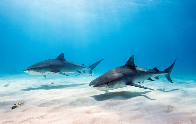 Astonishing Stories of Animal Migrations