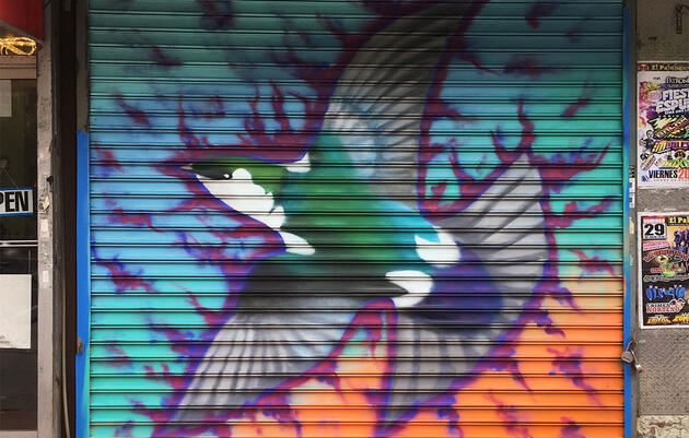 Violet-green Swallow by Christian Penn