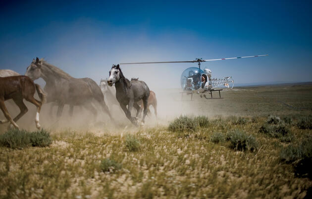 A "gather" at a Bureau of Land Management site in Wyoming. In some areas, there are at least three times as many horses as the habitat can support. Matt Slaby