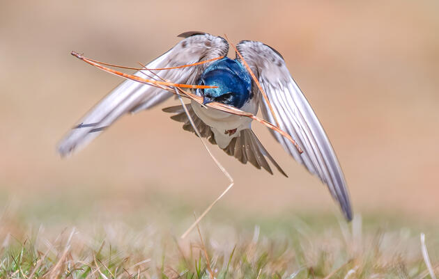 A Tree Swallow in flight holds a pine needle in its bill. Slightly off the ground, the bird’s wings are pointing down, its tail slightly slanted. The bottom of the image is a blurred green, the grass coming into focus closer to the bird.