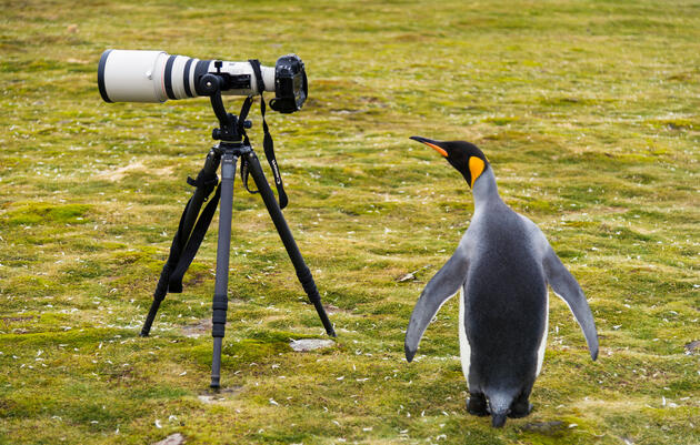 This adult King Penguin probably needs to get a taller tripod. <a href="http://www.lanting.com/">Frans Lanting </a>